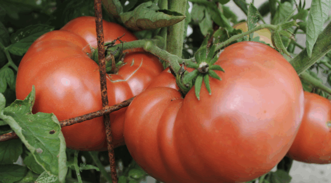 Granny Cantrell’s German Red/ Pink Tomato plant with large ripe tomatoes
